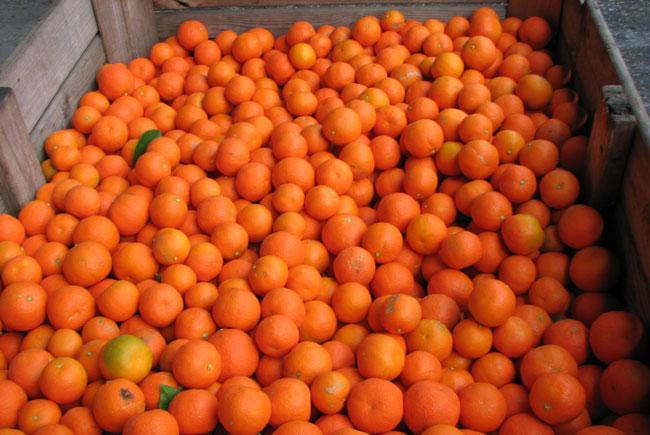 ALG-Estates-Orange-Growers